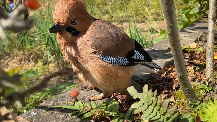 Ekspresi unik burung jay, imutnya bikin burung-burung lain iri!