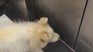 Tôi hạnh phúc hơn một con chó