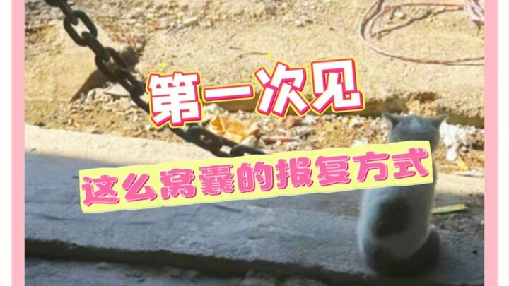 At first glance, the kitten looks so pitiful—then you see the owner and realize they’re even more pa