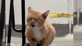แมว: นี่เป็นครั้งแรกของฉันที่เป็นแมว ฉันจะรู้ได้ยังไงว่าต้องร้องเหมียว!!!