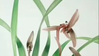 国画兰花