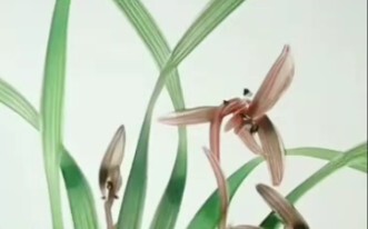 Chinese painting orchid