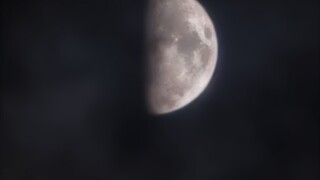 กุหลาบที่