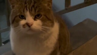 The cat chased the man upstairs, introducing itself and communicating effortlessly.