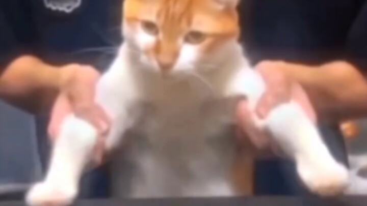 القط: خلّيك العب، مين يقدر يلعب أحسن منك؟