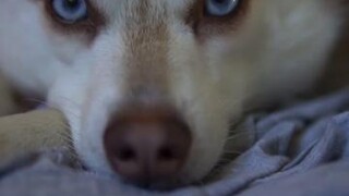 Does your dog sleep on your clothes? LearnOnTikTok springcleaning kleekai