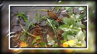 frogstyle 3some 🥲