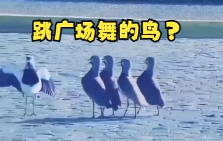 Are these birds doing square dancing?