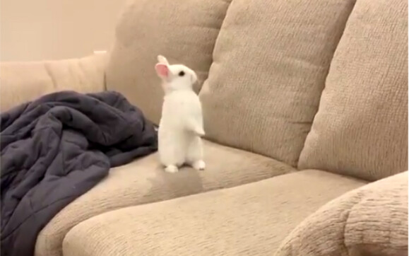 Rabbits are just way too cute—no wonder so many homes these days feel like mini zoos!