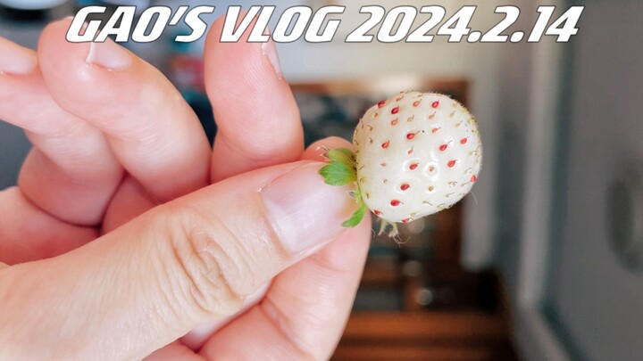 Growing Strawberries at Home 7.0! The Love Scammer Has Been Caught Red-Handed!!