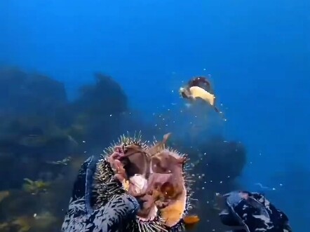 Underwater World #Sea Urchin#