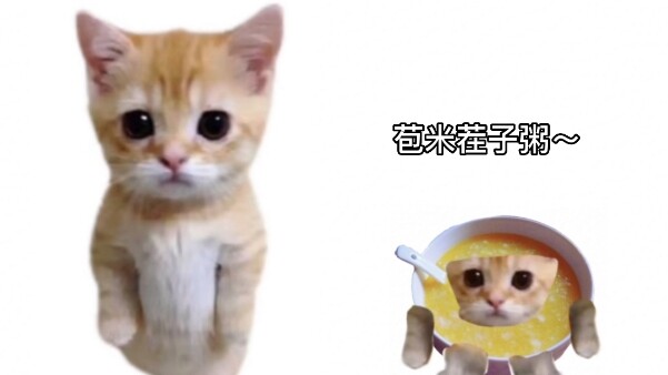 แมวครัวซองต์ แต่เป็นพี่น้องชาวตะวันออกเฉียงเหนือ