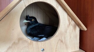 ทุกที่เต็มไปด้วยยาฆ่าแมลง ไอ้ตัวนี้บินกลับบ้านไปซ่อนในตู้เสื้อผ้าเลย