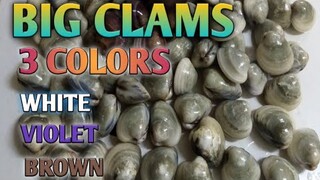 3 color clams amazing! vlog 12