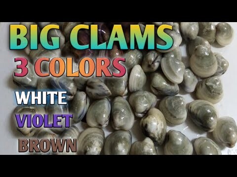 3 color clams amazing! vlog 12