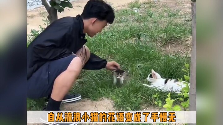 The flower language of stray cats is “better late than never.”