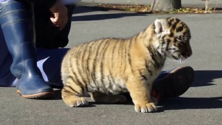 Hari Aku Bertemu Si Bayi Harimau