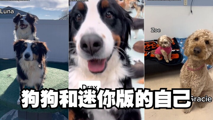 Dog Daycare’s Miniature Me~