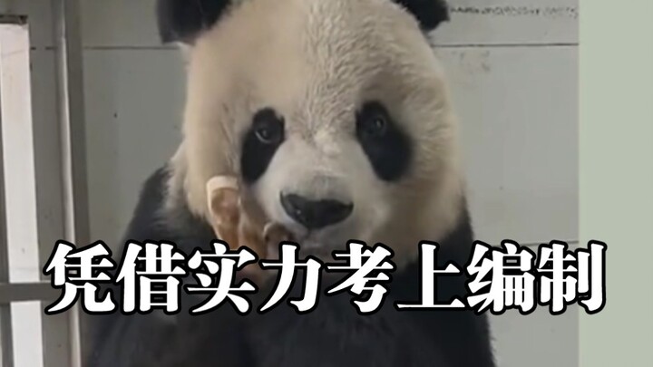 Gao Gao has been released many times, only to return each time.