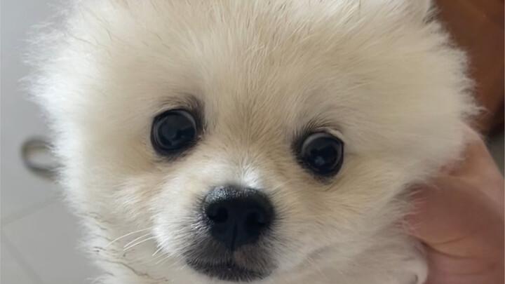 I strongly advise against buying dogs from other provinces!