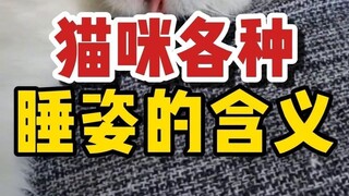 ความหมายของท่านอนต่างๆ ของแมว แล้วแมวบ้านคุณนอนท่าไหน?