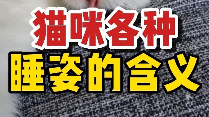 معنى أوضاع النوم المختلفة للقطط، كيف ينام قطك؟