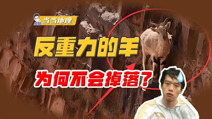 Di tebing tak ada sehelai rumput pun, lalu kenapa domba tetap nekat memanjat ke atas? Tidakkah merek