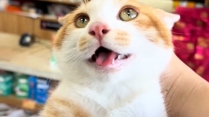 Anh ơi, anh ở nhầm chỗ rồi, tôi là chó, mèo ở đằng kia.