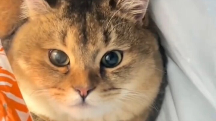 Helplessness from the cat