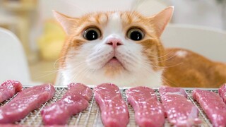 Tôi cho mèo ăn ức vịt khô tự làm, và con mèo nói: Tôi sẽ ăn hàng trăm triệu miếng, chỉ hàng trăm tri