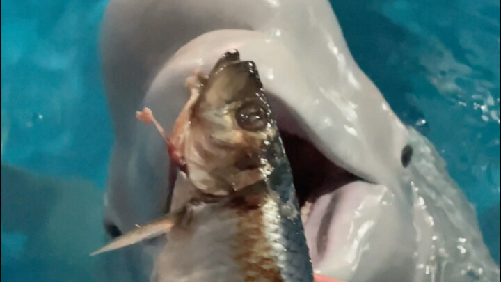 เจ้าเสี่ยวเฮยกะเทาะหมากไว้ชัดเจนมากเลย 😂