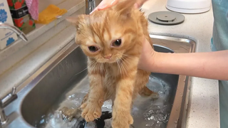 อาบน้ำครั้งแรกของลูกแมวโมโมะ