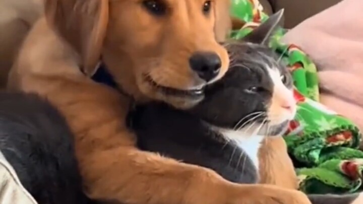 Tình bạn xuyên loài của mèo và chó