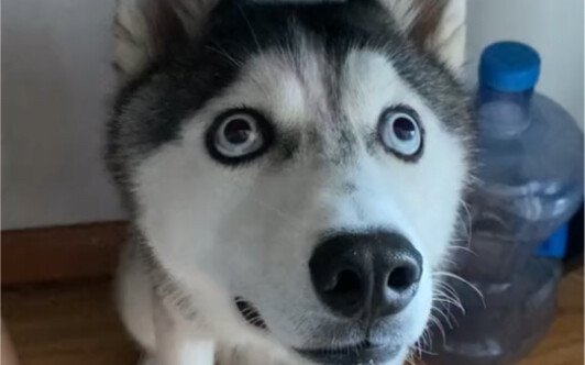 One-year-old succulent