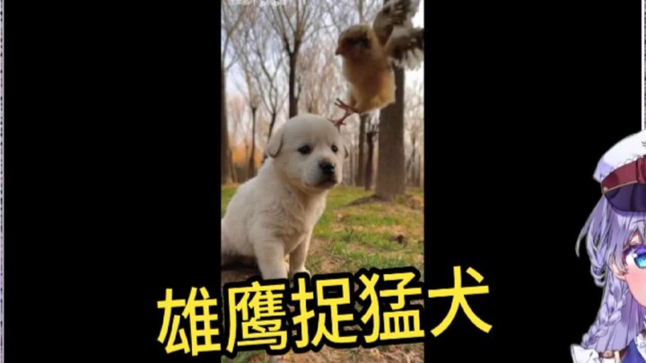 Watching "The World is Broken, the Dog is Repairing It" Japanese cute girl shouted that she wanted t