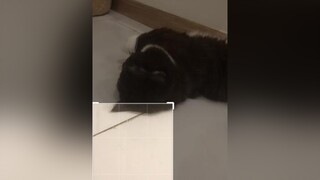 Soju thử thách nè😻ThuThachCatAnh  meo meow cats meocute fypシ xuhuong