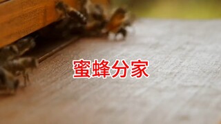Bee separation