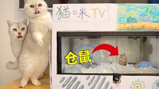 把仓鼠窝改造成猫咪电视，中途翻车做成灵堂，猫：看电视看饿了