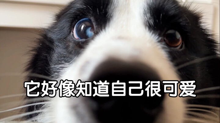 I don’t like dogs, but it keeps acting cute around me…