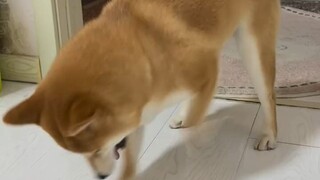 Anh Chai vất vả cả ngày, cuối cùng cũng sửa xong sàn nhà rồi