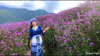 Xiêu lòng với đồi hoa tím mộng mơ ở Sapa