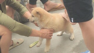 Finding the right dog