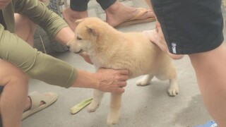 Anjing kuning kecil: Aku tidak bersih lagi