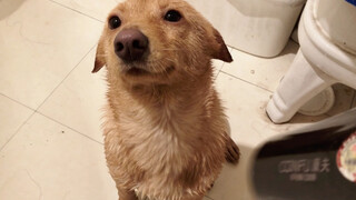 【Animal Circle】Dog hid its ears like a seal while being blow-dried