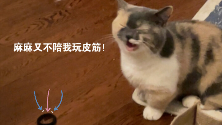 Kucing-kucing ini benar-benar doyan main karet gelang!