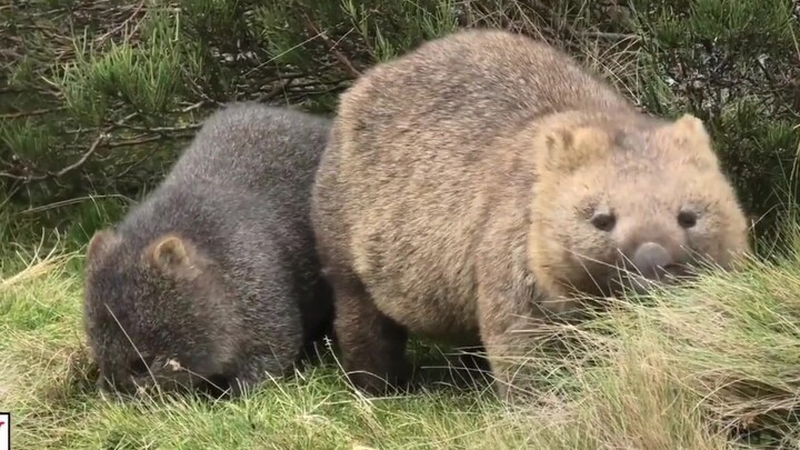 แม่ ทำไมพวกเขามองเราตอนเรากินข้าวตลอดเลย?