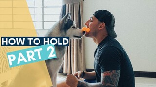 How To Train Your Dog To Hold Part 2