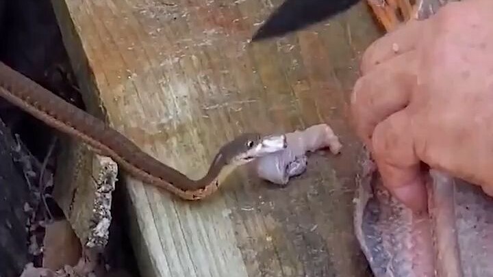 Ông lão đang mổ cá, con rắn nhỏ ngửi thấy mùi tanh liền đến xin ăn