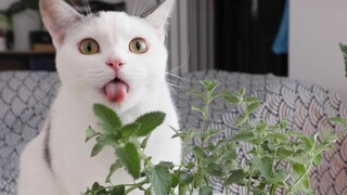 Catnip-Drunk Cats