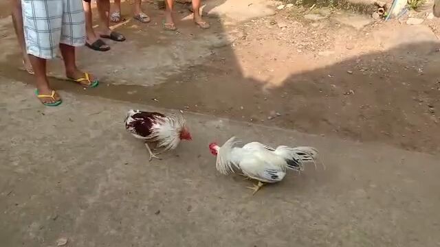 tadekits kanawayonn vs manok ng taytay